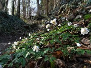 24 Fiori di primavera anche sul poco frequentato sentiero 